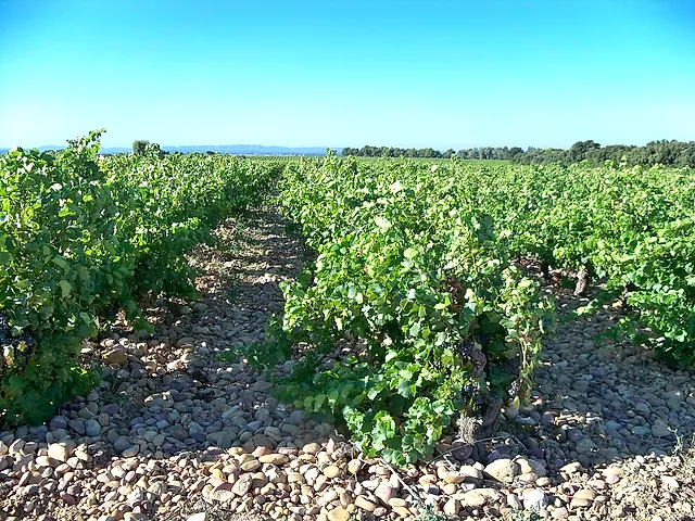 Rows of vines growing among large rounded pebbles at Châteauneuf-du-Pape, under a blue sky